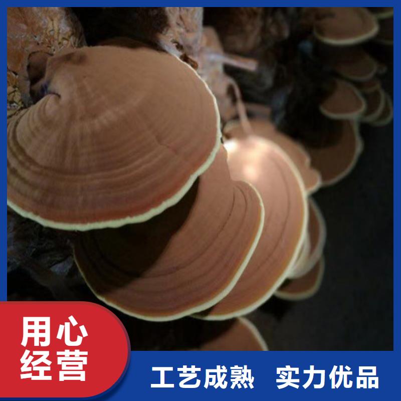 破壁灵芝孢子粉怎么吃好吃工程施工案例