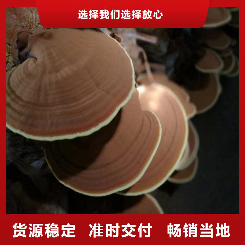 灵芝什么价格原厂制造