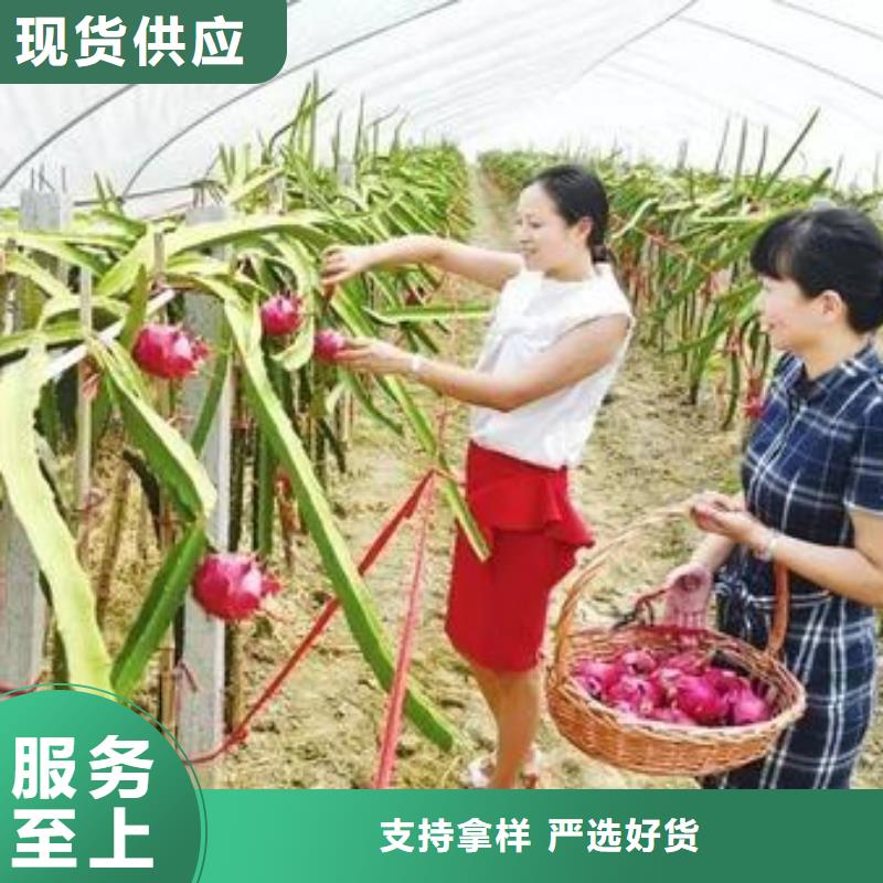 长海食用菌大棚管生产2024大量现货