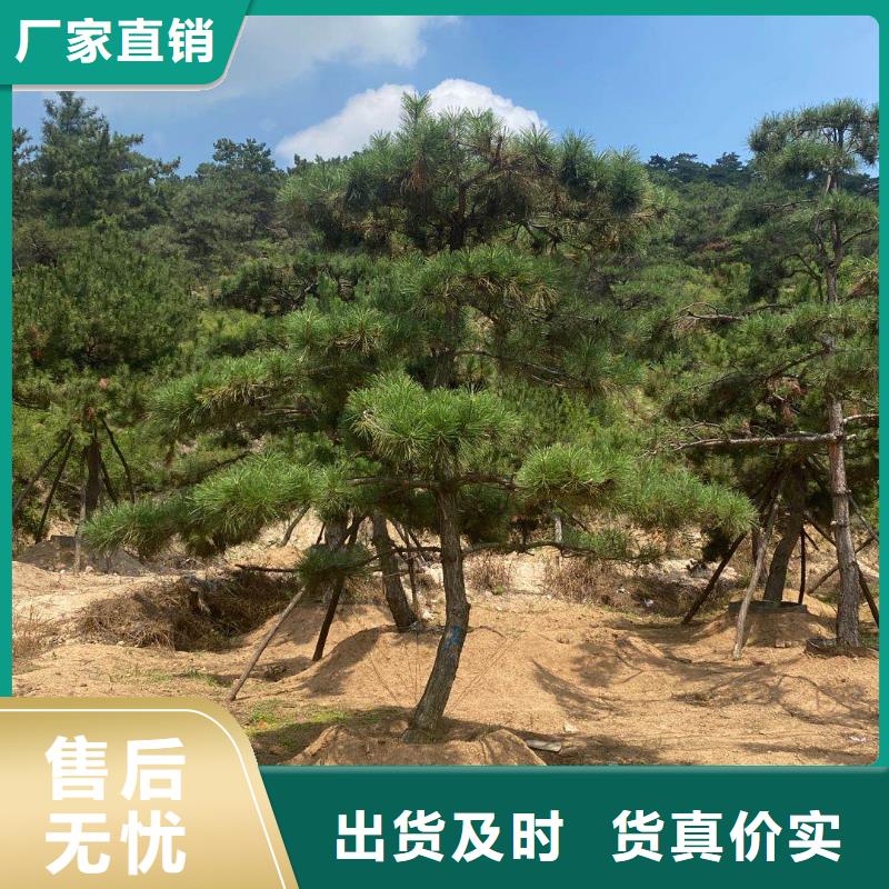 泰山风景松-为您推荐货源直供