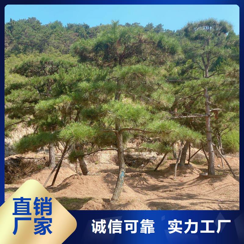 泰山松-点击咨询型号全价格低