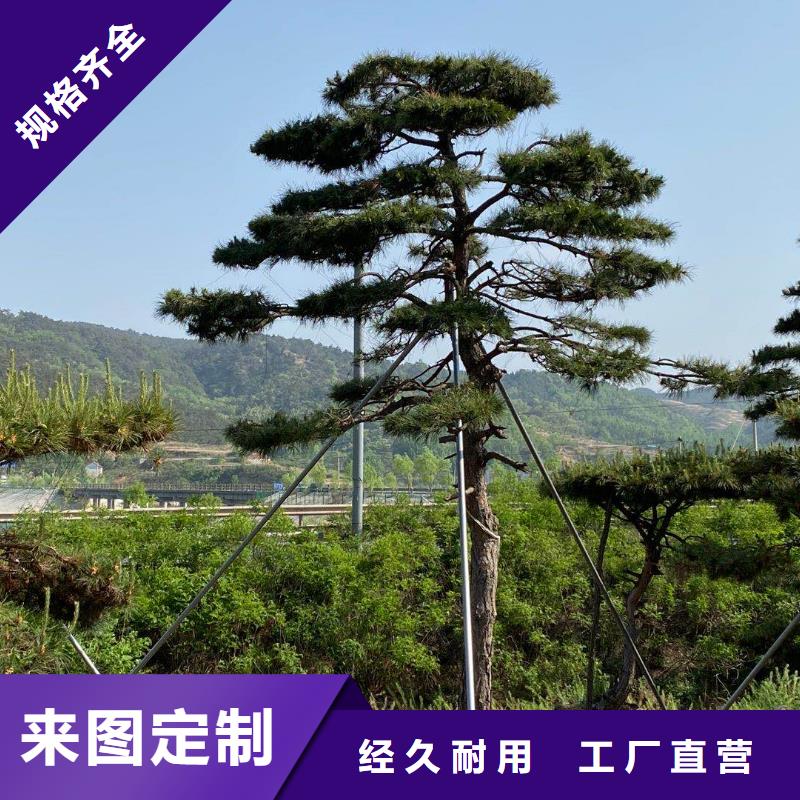 发货速度快的造型油松基地批发货源