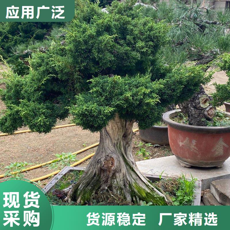 景观松_价格实在同城供应商