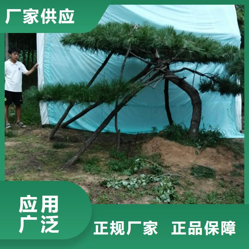 造型油松-造型油松保量打造行业品质