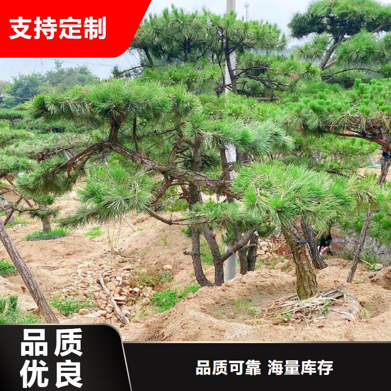 造型黑松优选厂商24小时下单发货