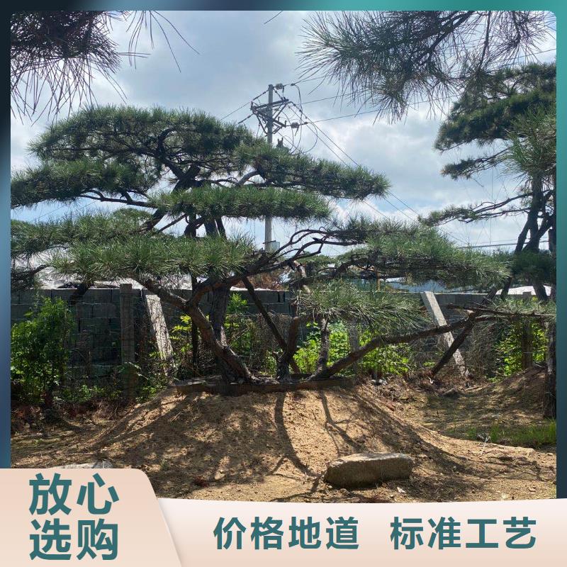 批发造型松的厂家本地公司