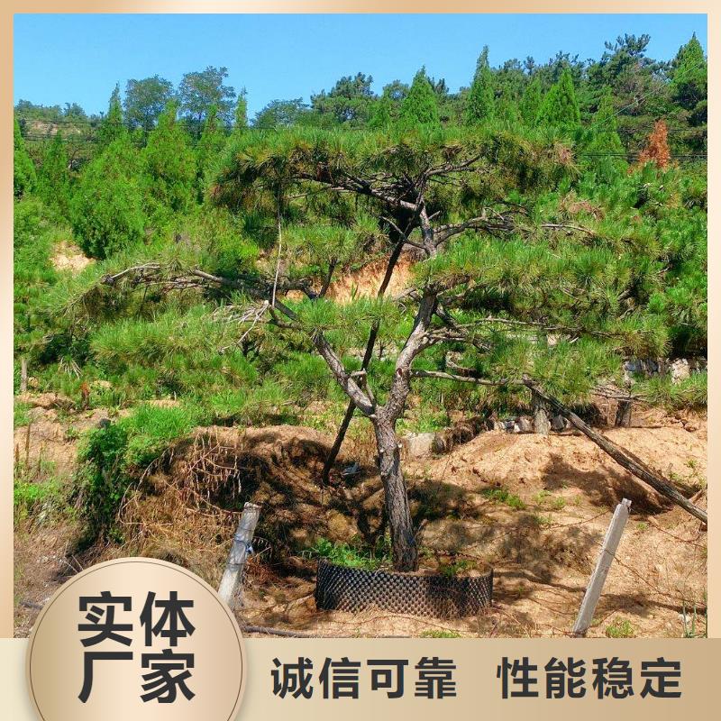 泰山迎客松质量可靠当地货源