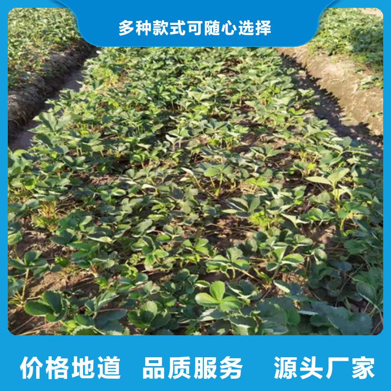 丽雪草莓苗种植方法本地生产厂家