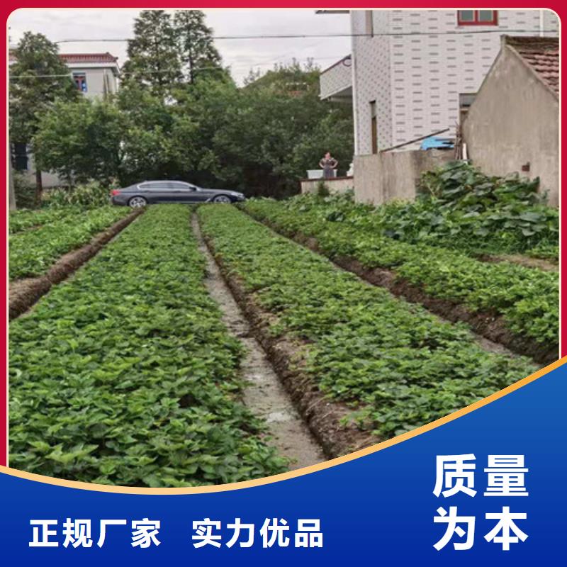 白雪小町草莓苗当地货源