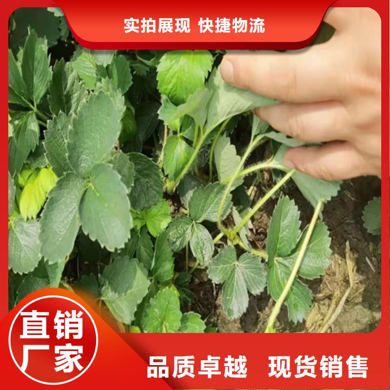 红玫瑰草莓苗源头厂家量大价优