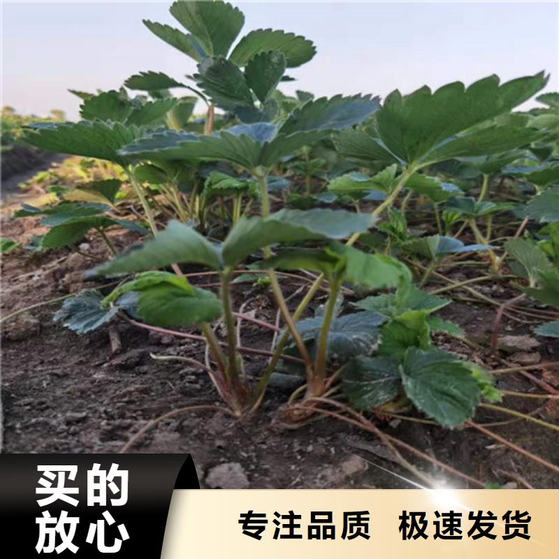 宝交草莓苗讲信誉保质量