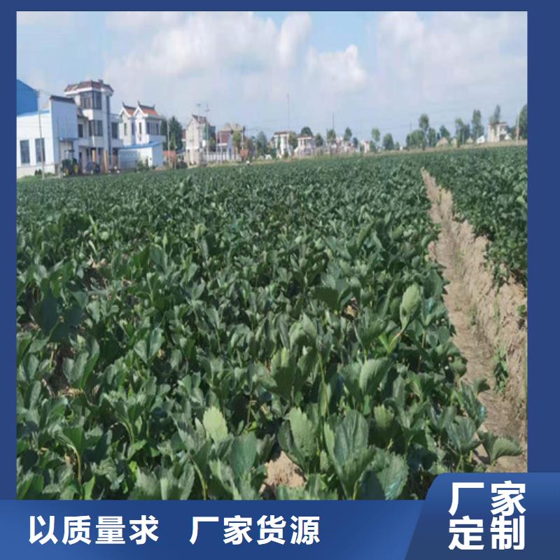 艳丽草莓苗种植方法厂家直销供货稳定