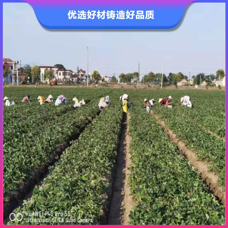 白雪小町草莓苗品种介绍海量货源