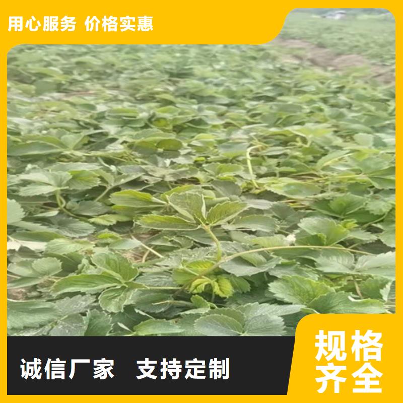 咖啡草莓苗种植方法用心做好每一件产品