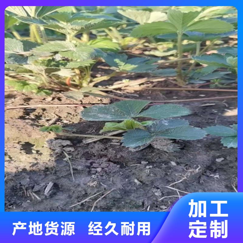 章姬草莓苗货源足质量好