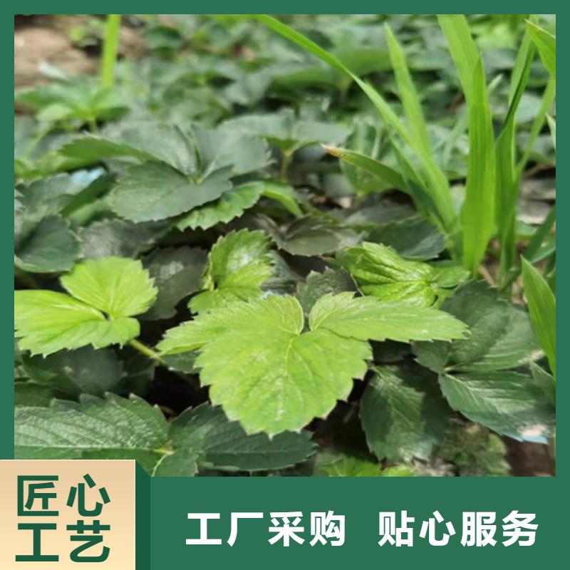 香蕉草莓苗厂家型号齐全