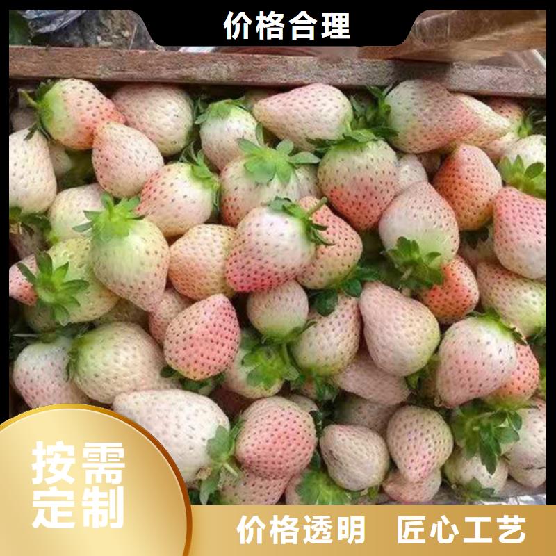 红颜草莓苗资讯一致好评产品