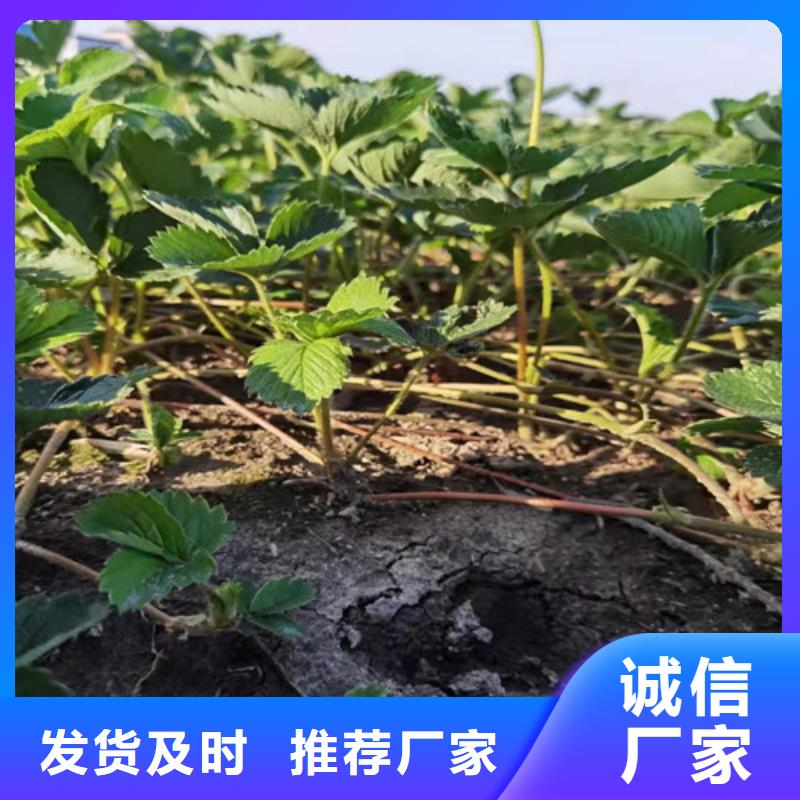 红袖添香草莓苗源头直供