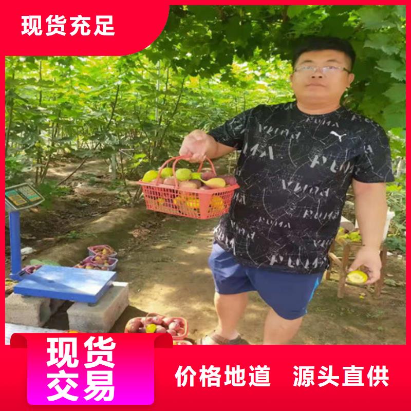 青皮无花果树苗价格同城货源