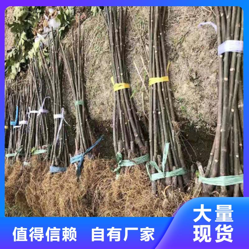 玛斯义陶芬无花果树苗一站式厂家