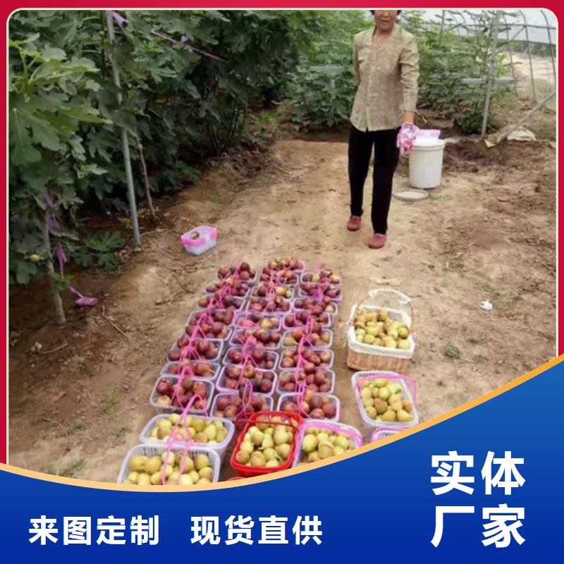 斯特拉无花果树设计合理