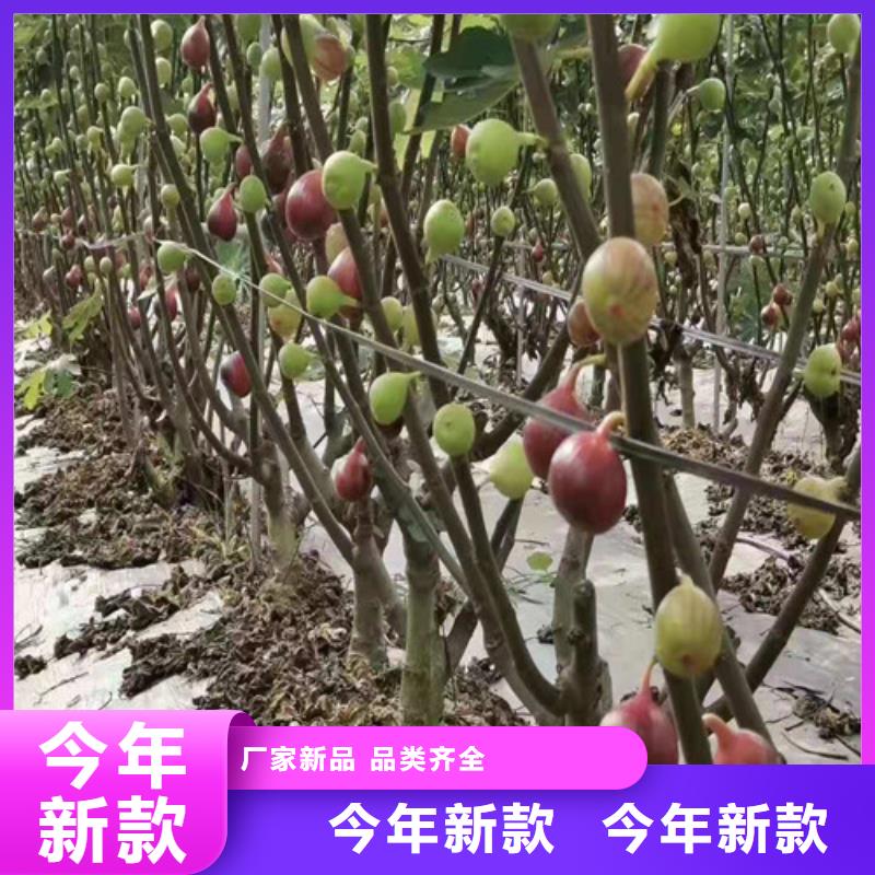 紫果无花果树大厂家实力看得见