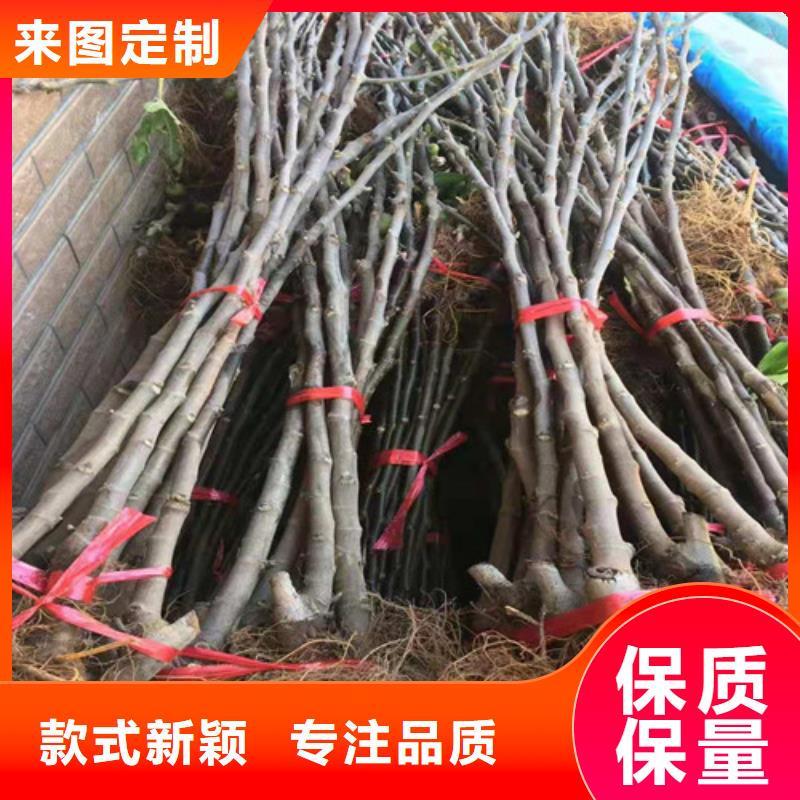 大青皮无花果树苗附近供应商