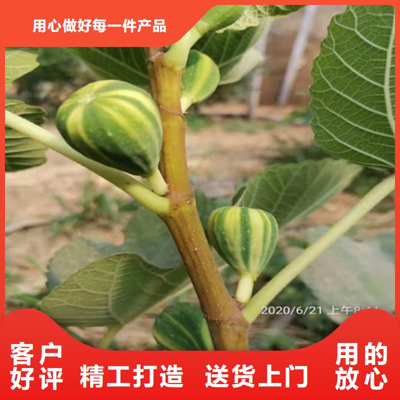 斯特拉无花果树苗现货实拍