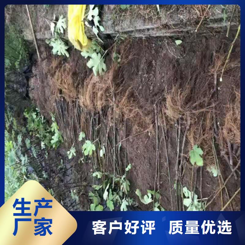 青皮无花果树苗基地图片当地生产厂家