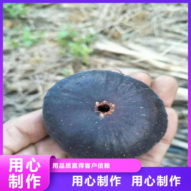 布兰瑞克无花果苗优选厂商