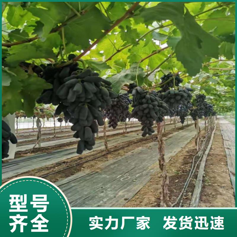 葡萄苗种植方法性价比高