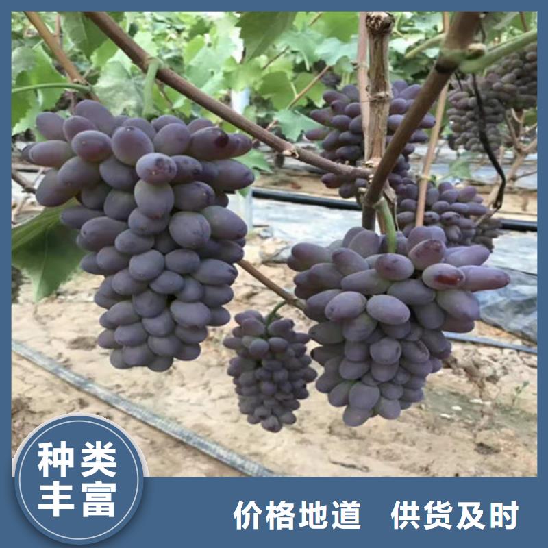 黑皇葡萄树苗种植基地实力优品