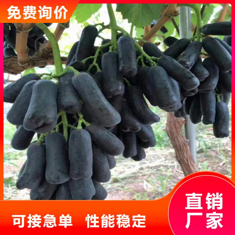 无核葡萄苗可放心采购