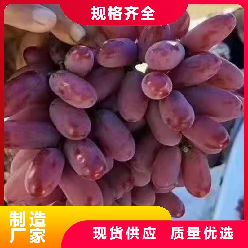 晨香葡萄树苗批发附近生产厂家