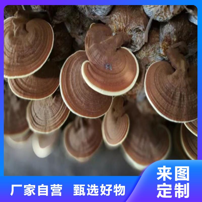 
灵芝超细粉大量供应当地生产商