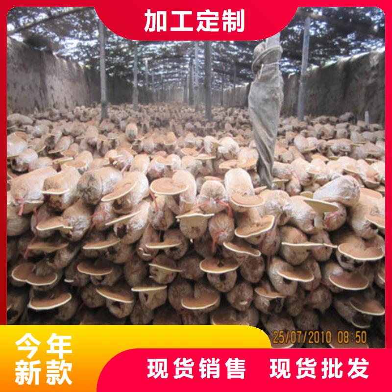 破壁灵芝孢子粉加工工厂当地供应商