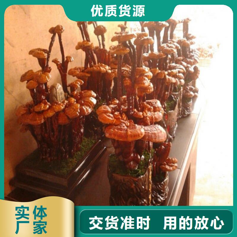 灵芝超微粉品质稳定当地生产厂家