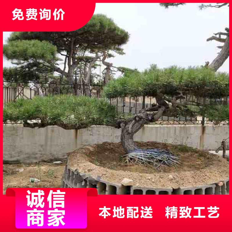 造型黑松供应商当地公司