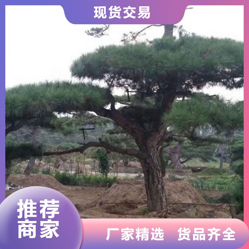 造型景松_多年生产经验厂家当地货源