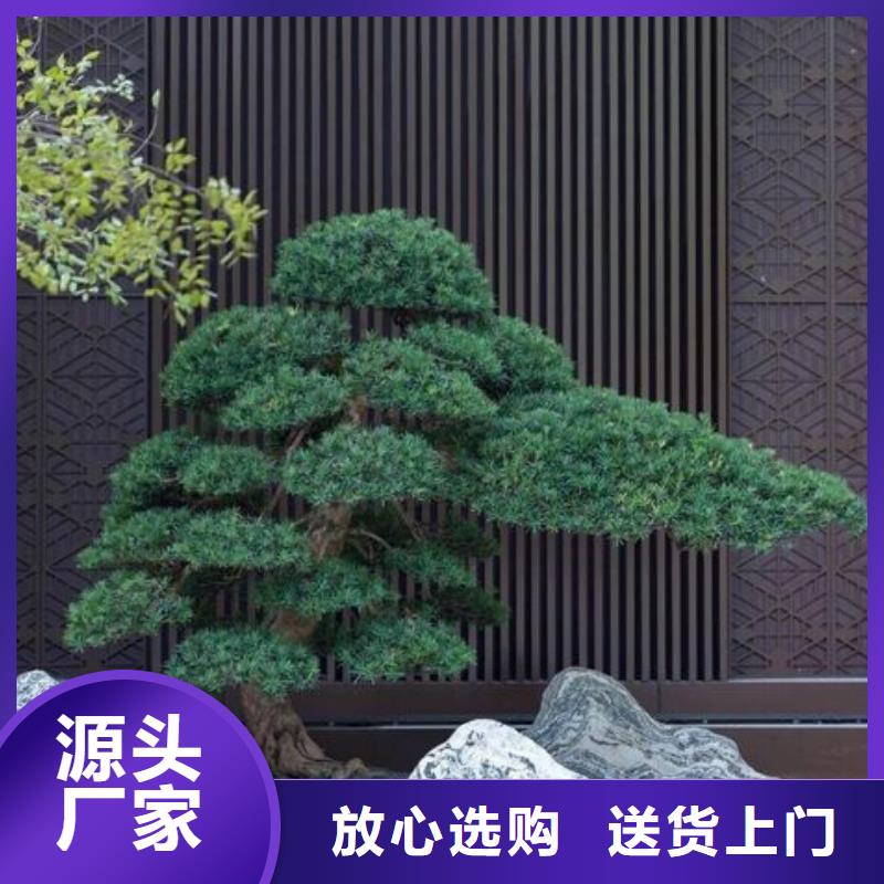 造型油松-用心做产品当地货源