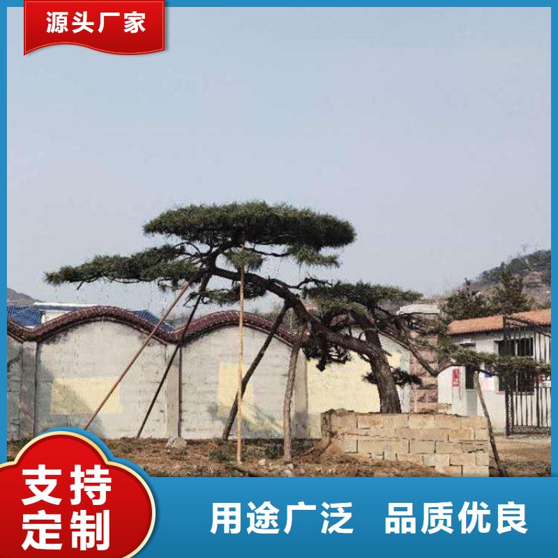 造型松销售产地批发