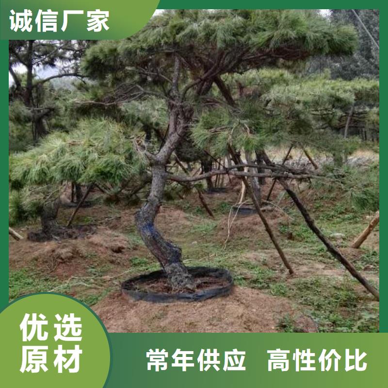 供应泰山风景松_诚信企业品牌企业