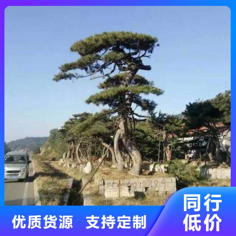 造型油松大厂家才可靠当地公司