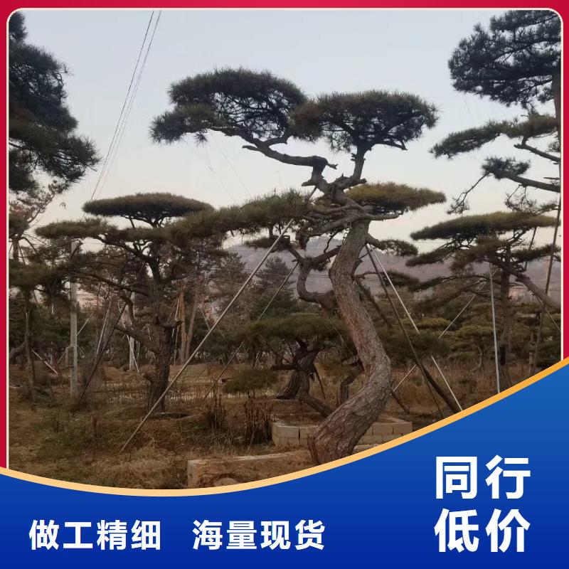 供应批发泰山风景松-放心款式新颖