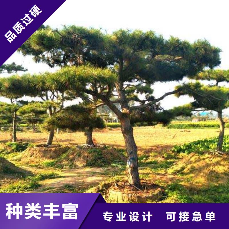 泰山迎客松-泰山迎客松大型厂家同城经销商