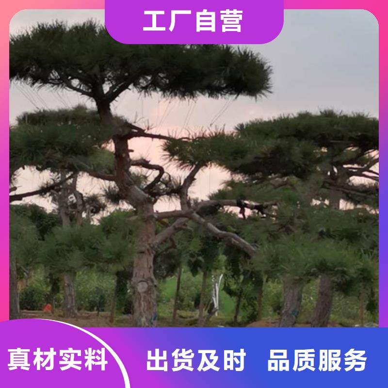 批发景观松的厂家原厂制造