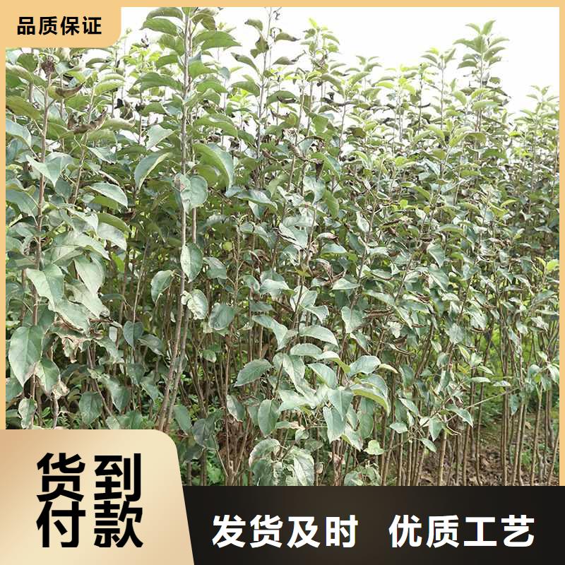 秋月梨树苗种植方法当地货源