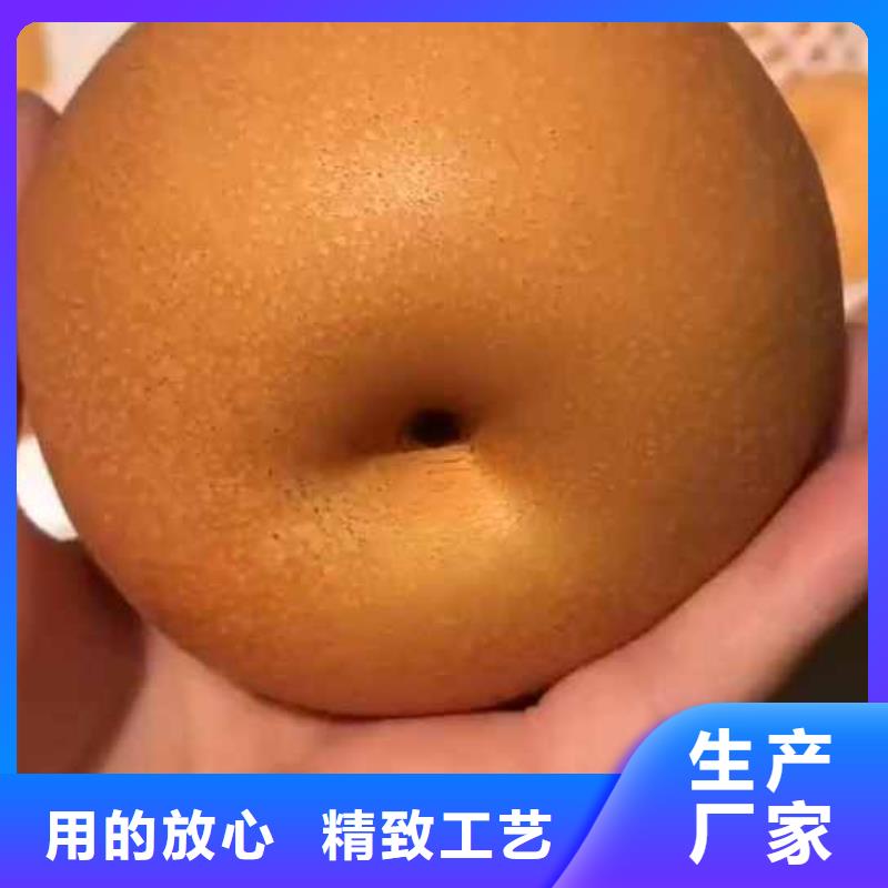 秋月梨树苗品种省心又省钱