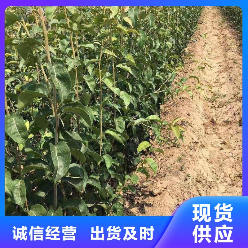 秋月梨种植苗种植时间助您降低采购成本