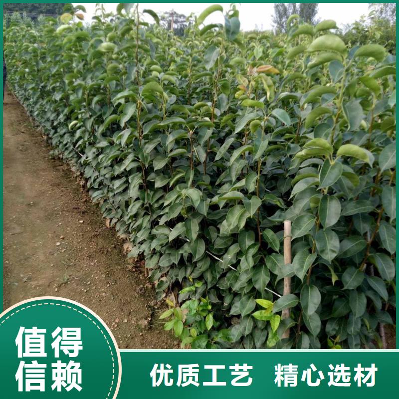 秋月梨种植苗量大从优产品细节参数